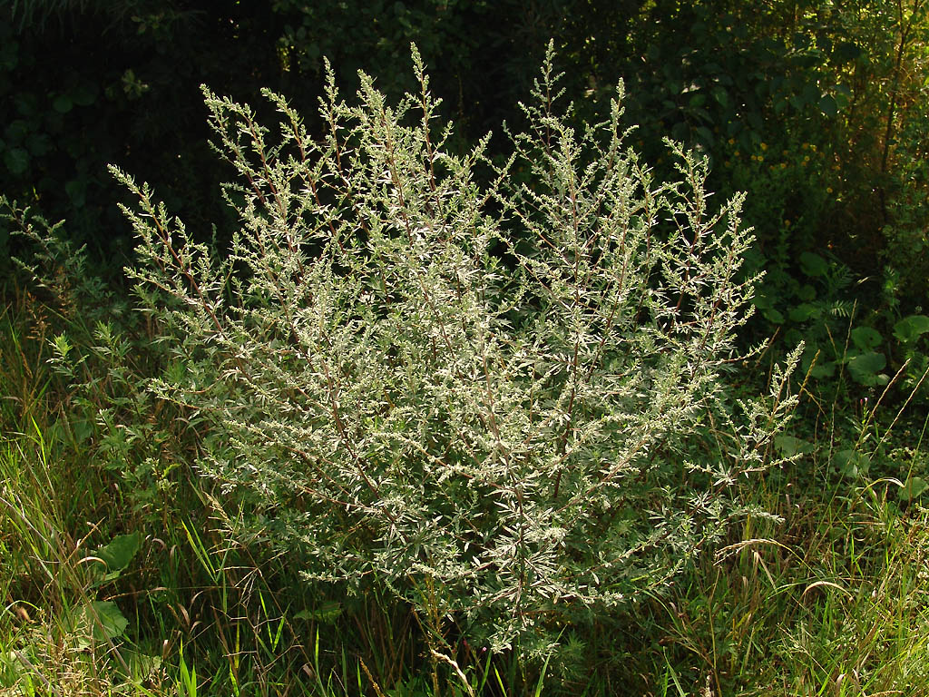 Pelinarita (Artemisia vulgaris), planta medicinala si condiment