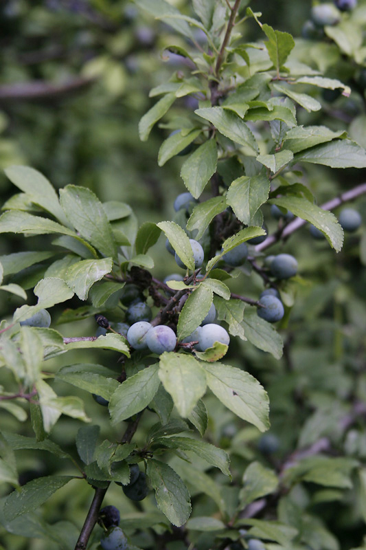 Porumbarul (Prunus spinosa)