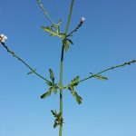 Verbina (Verbena officinalis)