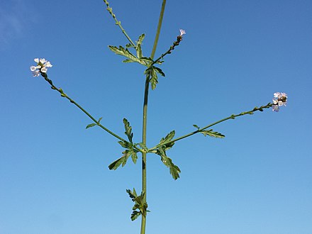 Verbina (Verbena officinalis)