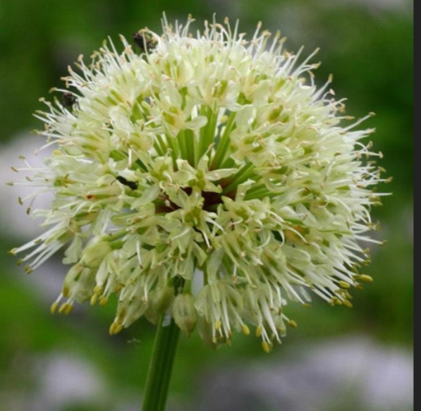 Allium Victorialis